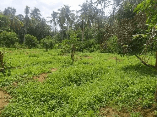 Tangail